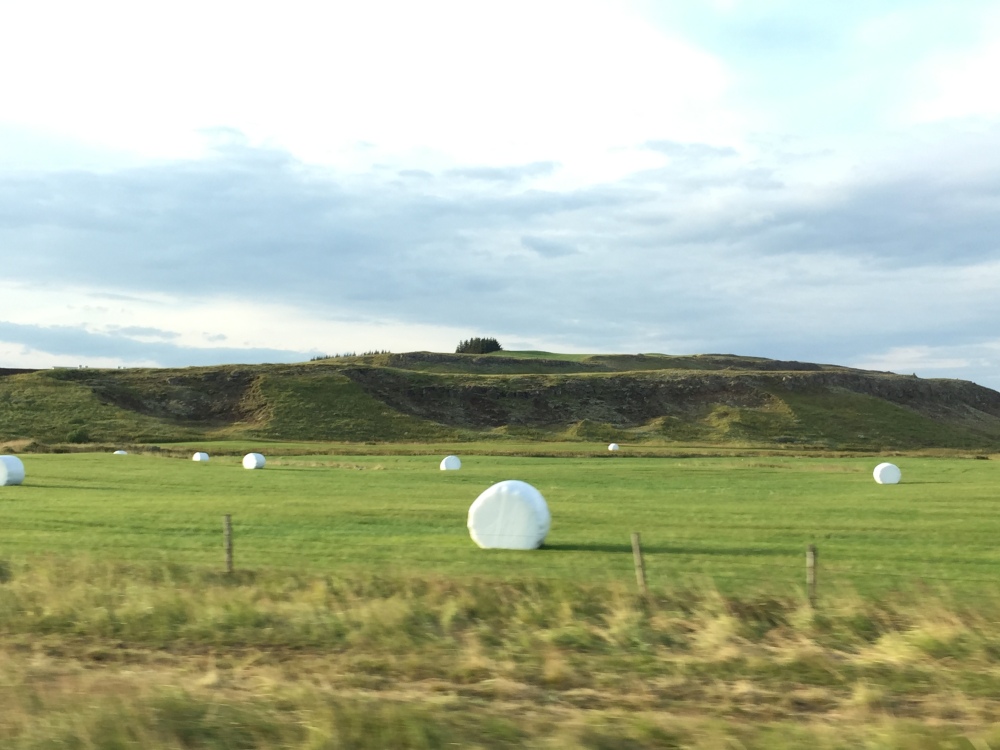 在冰島，四處都會見到這些大大粒的棉花糖！